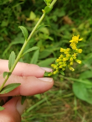 Solidago arguta arguta