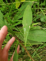 Solidago arguta arguta