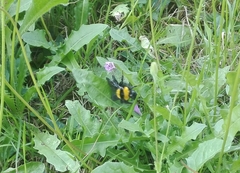 Bombus argillaceus