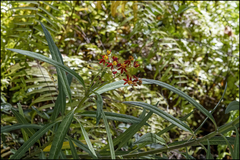 Asclepias curassavica image