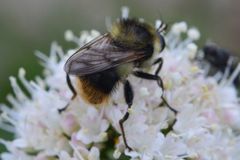 Criorhina