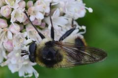 Criorhina