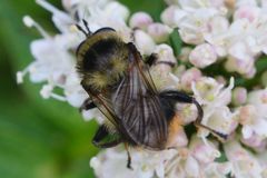 Criorhina