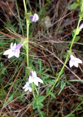 Lobelia brevifolia