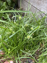Cyperus sesquiflorus