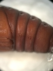 Psara obscuralis