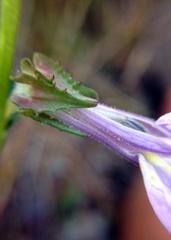 Lobelia brevifolia