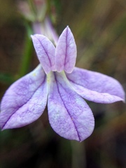 Lobelia brevifolia