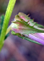 Lobelia brevifolia