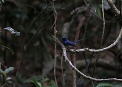Cyornis hainanus