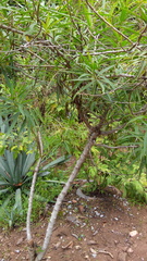 Barkleyanthus salicifolius