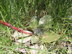 Echeveria rubromarginata