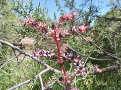 Echeveria rubromarginata