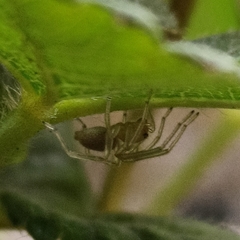 Araneae