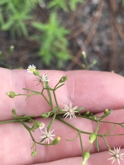 Symphyotrichum pilosum pilosum