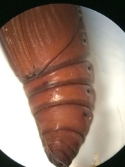 Psara obscuralis