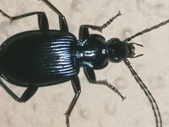 Limodromus