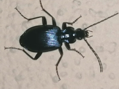 Limodromus
