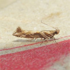 Aristotelia fungivorella