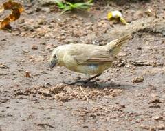 Camarhynchus parvulus