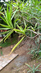 Barkleyanthus salicifolius