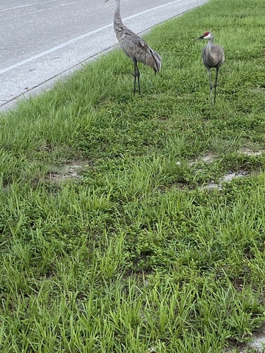Gruidae image