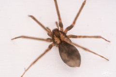 Loxosceles colima