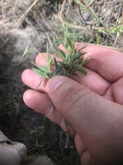 Dichanthelium leucothrix