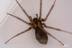 Loxosceles colima
