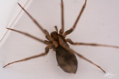 Loxosceles colima