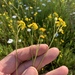 Yellow Starvation Ragwort - Photo (c) Dave Richardson, some rights reserved (CC BY), uploaded by Dave Richardson