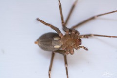 Loxosceles colima