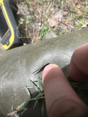 Dichanthelium leucothrix