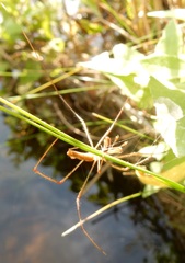 Tetragnatha elongata