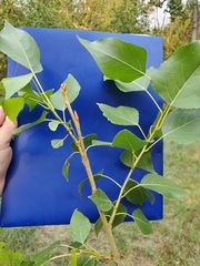 Populus × acuminata