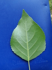 Populus × acuminata