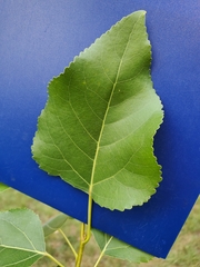 Populus × acuminata