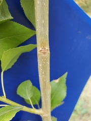 Populus × acuminata