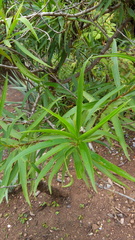 Barkleyanthus salicifolius