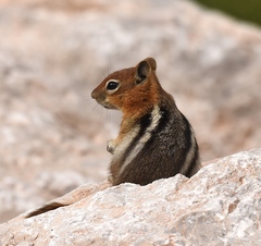 Callospermophilus lateralis certus