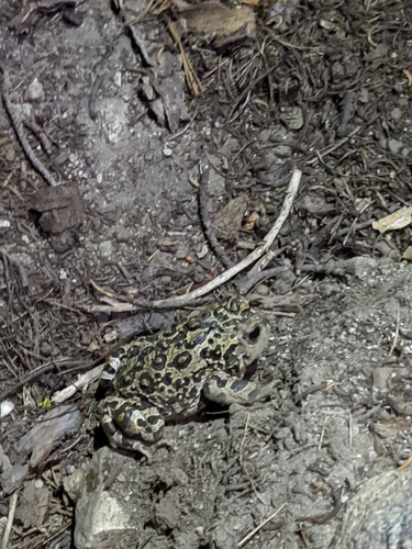 iNaturalist observation photo of Yosemite Toad