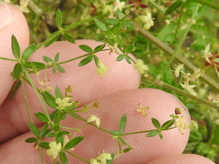 Galium porrigens