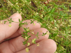 Galium porrigens