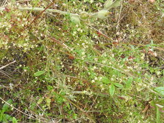 Galium porrigens