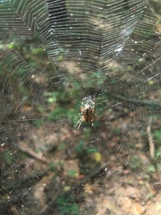 Araneus diadematus