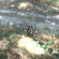 Araneus diadematus