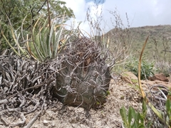 Astrophytum capricorne