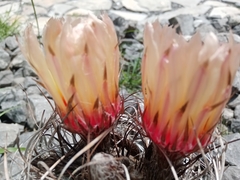 Astrophytum capricorne