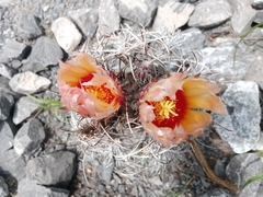 Astrophytum capricorne