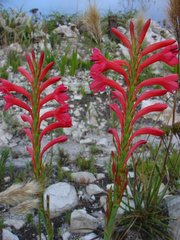 Watsonia paucifolia